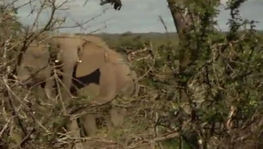 Repórteres ficam frente a frente com elefantes durante safári a pé; confira (Reprodução)